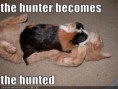 /album/%ce%b1%cf%83%cf%84%ce%b5%ce%af%ce%b1-%ce%bc%ce%b5-%ce%b6%cf%8e%ce%b1-/funny-animals-hunter-become-hunted-11-jpg/