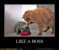 /album/%ce%b1%cf%83%cf%84%ce%b5%ce%af%ce%b1-%ce%bc%ce%b5-%ce%b6%cf%8e%ce%b1-/funny-animals-like-a-boss-10-jpg/