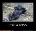 /album/%ce%b1%cf%83%cf%84%ce%b5%ce%af%ce%b1-%ce%bc%ce%b5-%ce%b6%cf%8e%ce%b1-/funny-animals-like-a-boss-12-jpg/