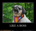 /album/%ce%b1%cf%83%cf%84%ce%b5%ce%af%ce%b1-%ce%bc%ce%b5-%ce%b6%cf%8e%ce%b1-/funny-animals-like-a-boss-13-jpg/