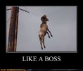 /album/%ce%b1%cf%83%cf%84%ce%b5%ce%af%ce%b1-%ce%bc%ce%b5-%ce%b6%cf%8e%ce%b1-/funny-animals-like-a-boss-14-jpg/