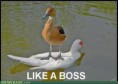 /album/%ce%b1%cf%83%cf%84%ce%b5%ce%af%ce%b1-%ce%bc%ce%b5-%ce%b6%cf%8e%ce%b1-/funny-animals-like-a-boss-20-jpg/