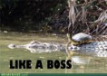 /album/%ce%b1%cf%83%cf%84%ce%b5%ce%af%ce%b1-%ce%bc%ce%b5-%ce%b6%cf%8e%ce%b1-/funny-animals-like-a-boss-21-jpg/