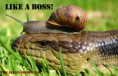 /album/%ce%b1%cf%83%cf%84%ce%b5%ce%af%ce%b1-%ce%bc%ce%b5-%ce%b6%cf%8e%ce%b1-/funny-animals-like-a-boss-22-jpg/