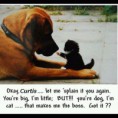 /album/%ce%b1%cf%83%cf%84%ce%b5%ce%af%ce%b1-%ce%bc%ce%b5-%ce%b6%cf%8e%ce%b1-/funny-animals-like-a-boss-25-jpg/