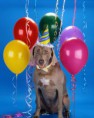 /album/%ce%b1%cf%83%cf%84%ce%b5%ce%af%ce%b1-%ce%bc%ce%b5-%ce%b6%cf%8e%ce%b1-/funny-animals-party-balloons-7-383x480-jpg/