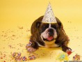 /album/%ce%b1%cf%83%cf%84%ce%b5%ce%af%ce%b1-%ce%bc%ce%b5-%ce%b6%cf%8e%ce%b1-/funny-animals-party-balloons-9-jpg/