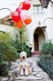 /album/%ce%b1%cf%83%cf%84%ce%b5%ce%af%ce%b1-%ce%bc%ce%b5-%ce%b6%cf%8e%ce%b1-/funny-animals-party-balloons-10-320x480-jpg/