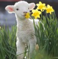 /album/%ce%b1%cf%83%cf%84%ce%b5%ce%af%ce%b1-%ce%bc%ce%b5-%ce%b6%cf%8e%ce%b1-/funny-animals-smell-the-flowers-or-eat-them-2-468x480-jpg/