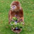 /album/%ce%b1%cf%83%cf%84%ce%b5%ce%af%ce%b1-%ce%bc%ce%b5-%ce%b6%cf%8e%ce%b1-/funny-animals-smell-the-flowers-or-eat-them-4-480x480-jpg/