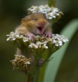 /album/%ce%b1%cf%83%cf%84%ce%b5%ce%af%ce%b1-%ce%bc%ce%b5-%ce%b6%cf%8e%ce%b1-/funny-animals-smell-the-flowers-or-eat-them-5-455x480-jpg/