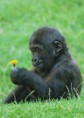 /album/%ce%b1%cf%83%cf%84%ce%b5%ce%af%ce%b1-%ce%bc%ce%b5-%ce%b6%cf%8e%ce%b1-/funny-animals-smell-the-flowers-or-eat-them-6-343x480-jpg/