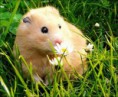 /album/%ce%b1%cf%83%cf%84%ce%b5%ce%af%ce%b1-%ce%bc%ce%b5-%ce%b6%cf%8e%ce%b1-/funny-animals-smell-the-flowers-or-eat-them-7-584x480-jpg/