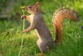 /album/%ce%b1%cf%83%cf%84%ce%b5%ce%af%ce%b1-%ce%bc%ce%b5-%ce%b6%cf%8e%ce%b1-/funny-animals-smell-the-flowers-or-eat-them-8-jpg/