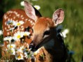 /album/%ce%b1%cf%83%cf%84%ce%b5%ce%af%ce%b1-%ce%bc%ce%b5-%ce%b6%cf%8e%ce%b1-/funny-animals-smell-the-flowers-or-eat-them-9-jpg/