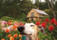 /album/%ce%b1%cf%83%cf%84%ce%b5%ce%af%ce%b1-%ce%bc%ce%b5-%ce%b6%cf%8e%ce%b1-/funny-animals-smell-the-flowers-or-eat-them-10-640x452-jpg/
