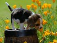 /album/%ce%b1%cf%83%cf%84%ce%b5%ce%af%ce%b1-%ce%bc%ce%b5-%ce%b6%cf%8e%ce%b1-/funny-animals-smell-the-flowers-or-eat-them-11-jpg/