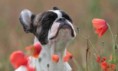 /album/%ce%b1%cf%83%cf%84%ce%b5%ce%af%ce%b1-%ce%bc%ce%b5-%ce%b6%cf%8e%ce%b1-/funny-animals-smell-the-flowers-or-eat-them-12-jpg/