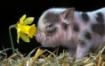 /album/%ce%b1%cf%83%cf%84%ce%b5%ce%af%ce%b1-%ce%bc%ce%b5-%ce%b6%cf%8e%ce%b1-/funny-animals-smell-the-flowers-or-eat-them-13-jpg/