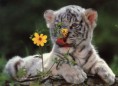 /album/%ce%b1%cf%83%cf%84%ce%b5%ce%af%ce%b1-%ce%bc%ce%b5-%ce%b6%cf%8e%ce%b1-/funny-animals-smell-the-flowers-or-eat-them-14-jpg/