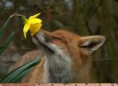 /album/%ce%b1%cf%83%cf%84%ce%b5%ce%af%ce%b1-%ce%bc%ce%b5-%ce%b6%cf%8e%ce%b1-/funny-animals-smell-the-flowers-or-eat-them-15-jpg/