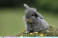 /album/%ce%b1%cf%83%cf%84%ce%b5%ce%af%ce%b1-%ce%bc%ce%b5-%ce%b6%cf%8e%ce%b1-/funny-animals-smell-the-flowers-or-eat-them-17-jpg/