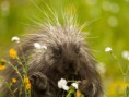 /album/%ce%b1%cf%83%cf%84%ce%b5%ce%af%ce%b1-%ce%bc%ce%b5-%ce%b6%cf%8e%ce%b1-/funny-animals-smell-the-flowers-or-eat-them-19-jpg/