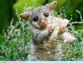 /album/%ce%b1%cf%83%cf%84%ce%b5%ce%af%ce%b1-%ce%bc%ce%b5-%ce%b6%cf%8e%ce%b1-/funny-animals-smell-the-flowers-or-eat-them-20-jpg/
