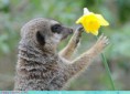 /album/%ce%b1%cf%83%cf%84%ce%b5%ce%af%ce%b1-%ce%bc%ce%b5-%ce%b6%cf%8e%ce%b1-/funny-animals-smell-the-flowers-or-eat-them-21-jpg/