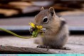 /album/%ce%b1%cf%83%cf%84%ce%b5%ce%af%ce%b1-%ce%bc%ce%b5-%ce%b6%cf%8e%ce%b1-/funny-animals-smell-the-flowers-or-eat-them-22-jpg/