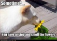 /album/%ce%b1%cf%83%cf%84%ce%b5%ce%af%ce%b1-%ce%bc%ce%b5-%ce%b6%cf%8e%ce%b1-/funny-animals-smell-the-flowers-or-eat-them-23-jpg/