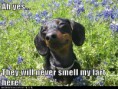 /album/%ce%b1%cf%83%cf%84%ce%b5%ce%af%ce%b1-%ce%bc%ce%b5-%ce%b6%cf%8e%ce%b1-/funny-animals-smell-the-flowers-or-eat-them-24-jpg/