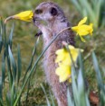 /album/%ce%b1%cf%83%cf%84%ce%b5%ce%af%ce%b1-%ce%bc%ce%b5-%ce%b6%cf%8e%ce%b1-/funny-animals-smell-the-flowers-or-eat-them-472x480-jpg/