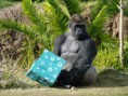 /album/%ce%b1%cf%83%cf%84%ce%b5%ce%af%ce%b1-%ce%bc%ce%b5-%ce%b6%cf%8e%ce%b1-/funny-animals-and-christmas-presents-special-christmas-jpg/