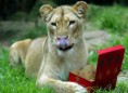 /album/%ce%b1%cf%83%cf%84%ce%b5%ce%af%ce%b1-%ce%bc%ce%b5-%ce%b6%cf%8e%ce%b1-/funny-animals-and-christmas-presents-special-christmas-2-640x465-jpg/