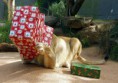 /album/%ce%b1%cf%83%cf%84%ce%b5%ce%af%ce%b1-%ce%bc%ce%b5-%ce%b6%cf%8e%ce%b1-/funny-animals-and-christmas-presents-special-christmas-3-jpg/