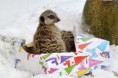 /album/%ce%b1%cf%83%cf%84%ce%b5%ce%af%ce%b1-%ce%bc%ce%b5-%ce%b6%cf%8e%ce%b1-/funny-animals-and-christmas-presents-special-christmas-5-jpg/