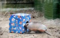 /album/%ce%b1%cf%83%cf%84%ce%b5%ce%af%ce%b1-%ce%bc%ce%b5-%ce%b6%cf%8e%ce%b1-/funny-animals-and-christmas-presents-special-christmas-6-jpg/