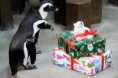 /album/%ce%b1%cf%83%cf%84%ce%b5%ce%af%ce%b1-%ce%bc%ce%b5-%ce%b6%cf%8e%ce%b1-/funny-animals-and-christmas-presents-special-christmas-7-jpg/