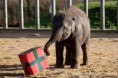 /album/%ce%b1%cf%83%cf%84%ce%b5%ce%af%ce%b1-%ce%bc%ce%b5-%ce%b6%cf%8e%ce%b1-/funny-animals-and-christmas-presents-special-christmas-8-jpg/
