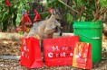 /album/%ce%b1%cf%83%cf%84%ce%b5%ce%af%ce%b1-%ce%bc%ce%b5-%ce%b6%cf%8e%ce%b1-/funny-animals-and-christmas-presents-special-christmas-10-jpg/