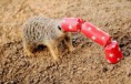 /album/%ce%b1%cf%83%cf%84%ce%b5%ce%af%ce%b1-%ce%bc%ce%b5-%ce%b6%cf%8e%ce%b1-/funny-animals-and-christmas-presents-special-christmas-11-jpg/