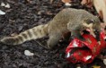 /album/%ce%b1%cf%83%cf%84%ce%b5%ce%af%ce%b1-%ce%bc%ce%b5-%ce%b6%cf%8e%ce%b1-/funny-animals-and-christmas-presents-special-christmas-12-jpg/