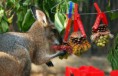 /album/%ce%b1%cf%83%cf%84%ce%b5%ce%af%ce%b1-%ce%bc%ce%b5-%ce%b6%cf%8e%ce%b1-/funny-animals-and-christmas-presents-special-christmas-14-jpg/