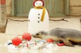 /album/%ce%b1%cf%83%cf%84%ce%b5%ce%af%ce%b1-%ce%bc%ce%b5-%ce%b6%cf%8e%ce%b1-/funny-animals-and-christmas-presents-special-christmas-15-jpg/