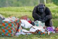 /album/%ce%b1%cf%83%cf%84%ce%b5%ce%af%ce%b1-%ce%bc%ce%b5-%ce%b6%cf%8e%ce%b1-/funny-animals-and-christmas-presents-special-christmas-16-jpg/