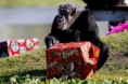 /album/%ce%b1%cf%83%cf%84%ce%b5%ce%af%ce%b1-%ce%bc%ce%b5-%ce%b6%cf%8e%ce%b1-/funny-animals-and-christmas-presents-special-christmas-17-jpg/