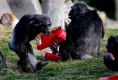 /album/%ce%b1%cf%83%cf%84%ce%b5%ce%af%ce%b1-%ce%bc%ce%b5-%ce%b6%cf%8e%ce%b1-/funny-animals-and-christmas-presents-special-christmas-18-jpg/