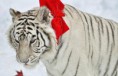 /album/%ce%b1%cf%83%cf%84%ce%b5%ce%af%ce%b1-%ce%bc%ce%b5-%ce%b6%cf%8e%ce%b1-/funny-animals-and-christmas-presents-special-christmas-19-jpg/