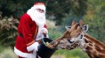 /album/%ce%b1%cf%83%cf%84%ce%b5%ce%af%ce%b1-%ce%bc%ce%b5-%ce%b6%cf%8e%ce%b1-/funny-animals-and-christmas-presents-special-christmas-21-jpg/